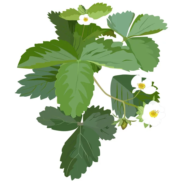 Tuin aardbei plant bloesem, vector platte geïsoleerde illustratie — Stockvector