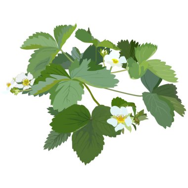 Bahçe çileği çiçeği, vektör düz izole illüstrasyon