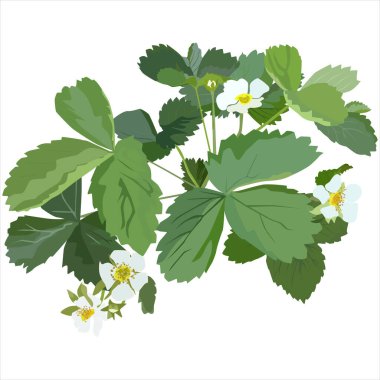 Bahçe çileği çiçeği, vektör düz izole illüstrasyon