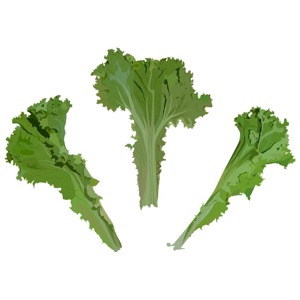 Folhas frescas de alface verde, ilustração vetorial. Vegetais de folha orgânica, ingrediente de salada . — Vetor de Stock