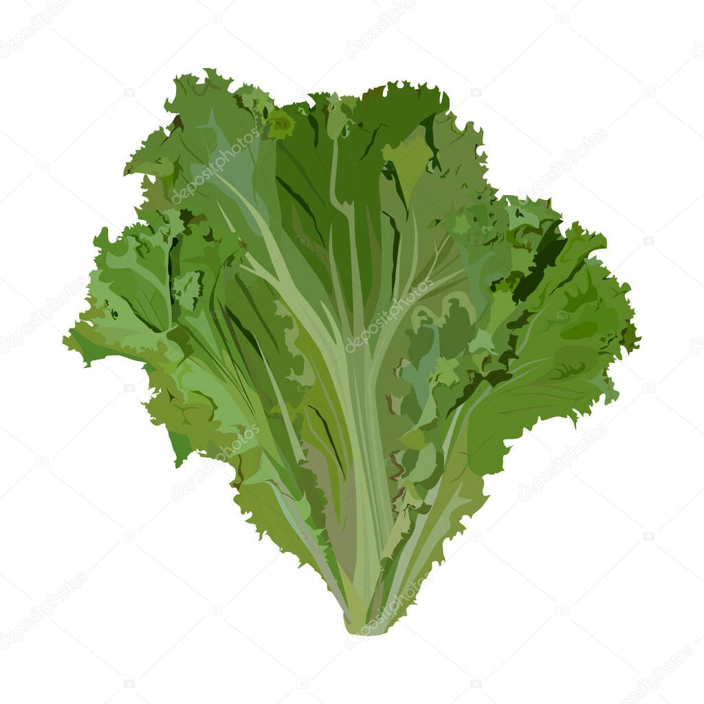 Fresh green leaf lettuce, vector illustration. Organic leaf vegetable, salad ingredient.