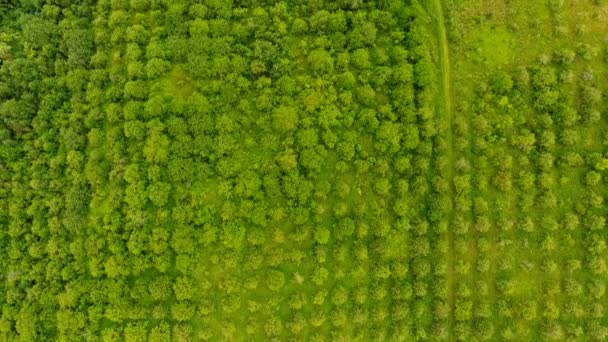 Aerial Summer Garden Ukraine — Stock Video