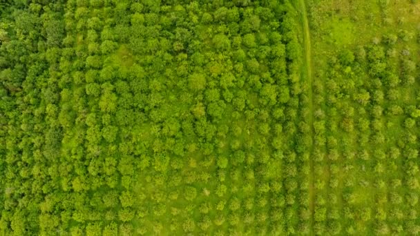 Antenn Sommarträdgård Ukraina — Stockvideo