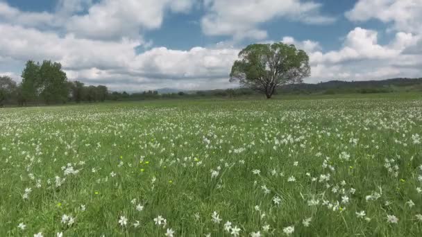 Hermoso panorama con campo de narcisos blancos . — Vídeo de stock