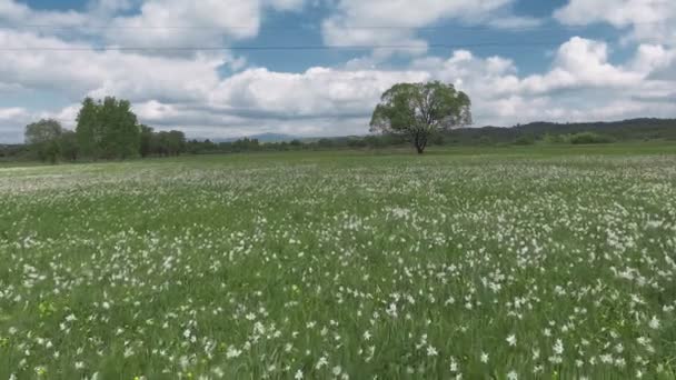 Gyönyörű panoráma a fehér Nárciszok mezőjére. — Stock videók