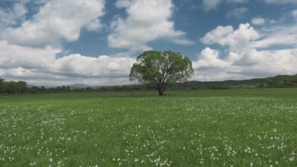 Piękna panorama z polem białych żonkile. — Wideo stockowe