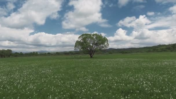 Hermoso panorama con campo de narcisos blancos . — Vídeo de stock