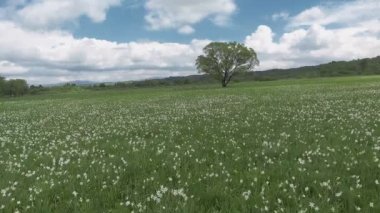 Beyaz nergis alanı ile güzel panorama.