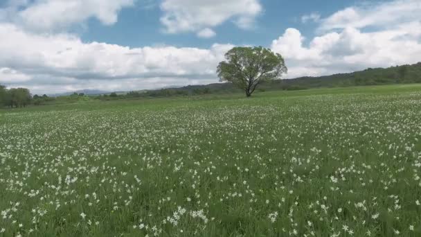 Hermoso panorama con campo de narcisos blancos . — Vídeo de stock