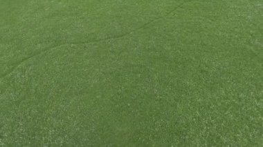 Beyaz nergis alanı ile güzel panorama.