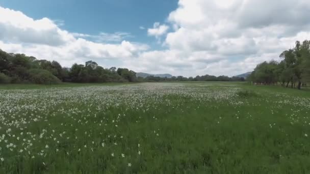 Beautiful panorama with field of white daffodils. — Stock Video