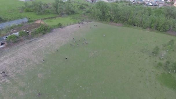 Burung unta pertanian dari tembakan udara — Stok Video