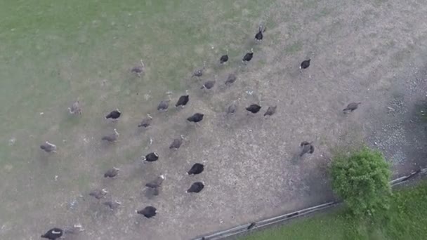 Burung unta pertanian dari tembakan udara — Stok Video