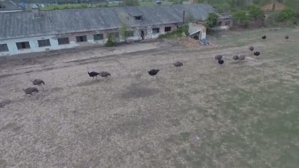 Ostriches farm from aerial shot — Stock Video
