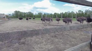 Batı Ukrayna'dan devekuşları çiftliği