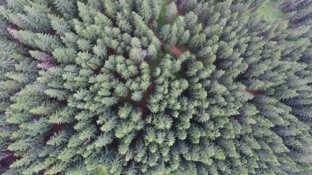 Luftaufnahme Bergwald Mit Lager — Stockvideo
