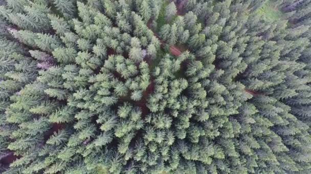 Bosque Montaña Plano Aéreo Con Campamento — Vídeos de Stock