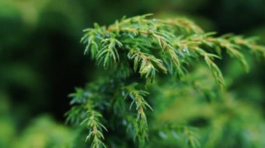 Carpatian Dağ yeşil ladin iğne