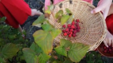 Kadın malzeme çekme olgun ahududu