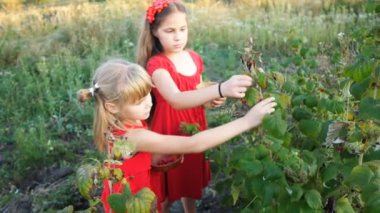 Ağır çekimde kızlar bahçede olgun kırmızı sulu ahududu toplarlar.