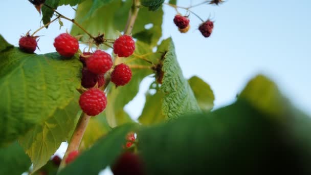 Framboises Mûres Rouges Sur Les Branches — Video