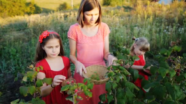 Slow Motion Woman Girls Pluck Ripe Red Juicy Raspberry Garden — Stock Video