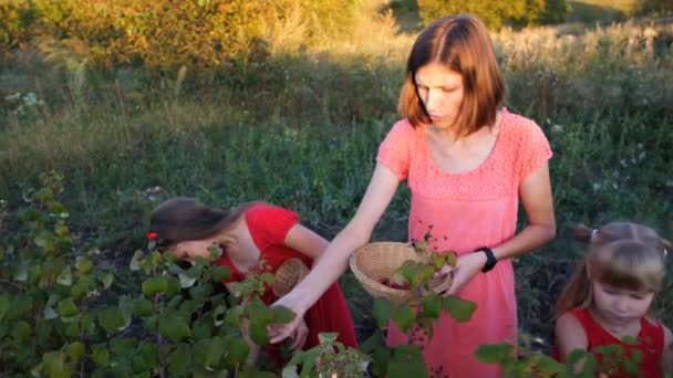 Frau Und Mädchen Pflücken Reife Rote Saftige Himbeeren Garten — Stockvideo