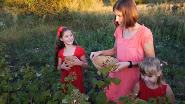 Slow Motion Woman Girls Pluck Ripe Red Juicy Raspberry Garden — Stock Video