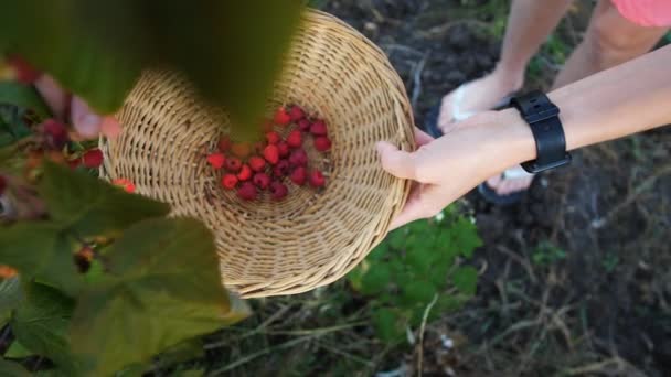 Mujer Recogiendo Frambuesas Maduras — Vídeo de stock