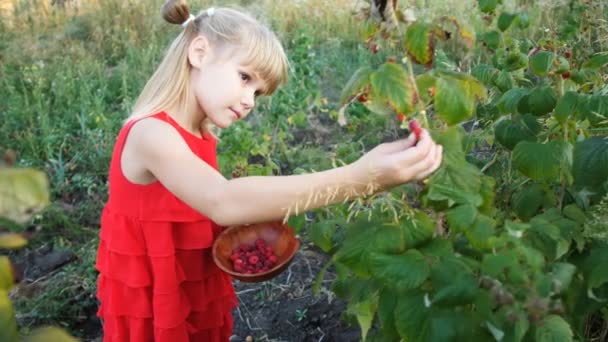 慢动作的女孩在花园里拔出成熟的红色多汁树莓 — 图库视频影像