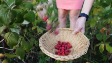 Kadın malzeme çekme olgun ahududu