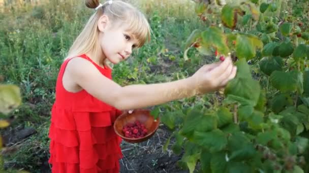 Dziewczyna Oskubuje Dojrzałe Czerwone Soczyste Maliny Ogrodzie — Wideo stockowe