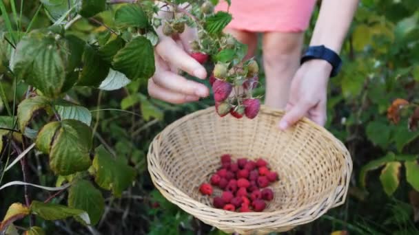 Mujer Recogiendo Frambuesas Maduras — Vídeo de stock