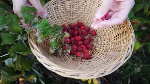 Mujer Recogiendo Frambuesas Maduras — Vídeo de stock