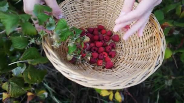 Mujer Recogiendo Frambuesas Maduras — Vídeo de stock