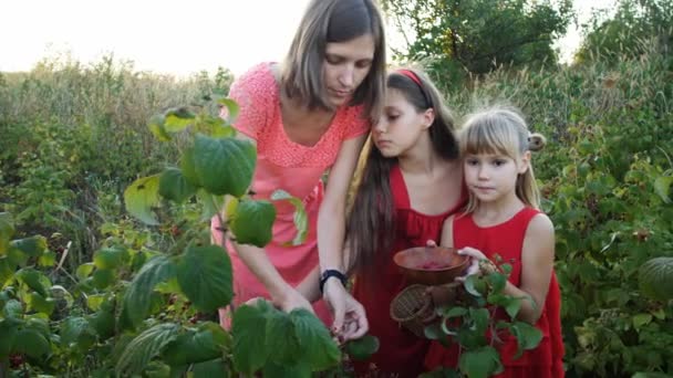 Zeitlupe Frau Und Mädchen Pflücken Reife Rote Saftige Himbeeren Garten — Stockvideo