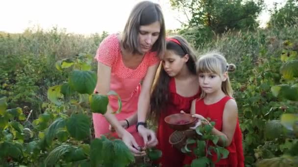 Zeitlupe Frau Und Mädchen Pflücken Reife Rote Saftige Himbeeren Garten — Stockvideo