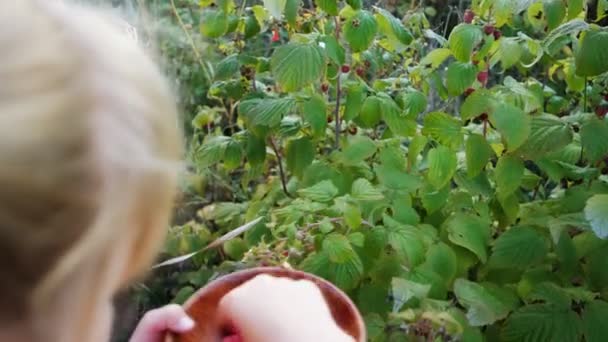 Yavaş çekim kızı olgun kırmızı sulu ahududu koparır bahçede — Stok video