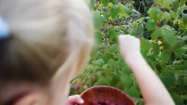 Girl plucks ripe red juicy raspberry in the garden — Stock Video