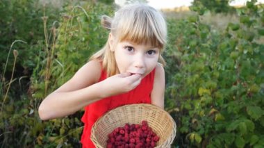 Yavaş çekim kızı bahçede olgun kırmızı, sulu ahududu yiyor.
