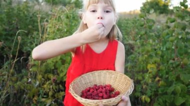 Yavaş çekim kızı bahçede olgun kırmızı, sulu ahududu yiyor.