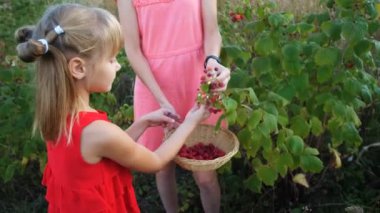 Kız bahçede olgun kırmızı, sulu ahududu topluyor.