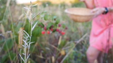 Dallarda kırmızı olgun ahududu