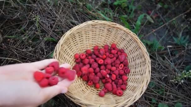 Mulher Colhendo Framboesas Maduras — Vídeo de Stock