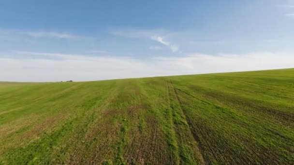 Zielone pole pszenicy w krajobrazie rolniczym. Widok z lotu ptaka, zachód słońca — Wideo stockowe