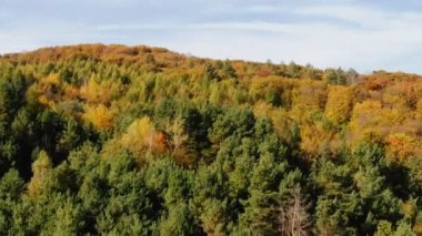 Sonbahar ormanında İHA uçuşu. Sonbahar yaprakları ve ağaçlar. Turuncu, Kırmızı, Sarı ve Yeşil Güzel Sahne.
