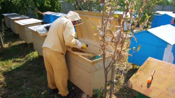 Μελισσοκόμος Κηρήθρα Γεμάτη Μέλισσες 60P — Αρχείο Βίντεο