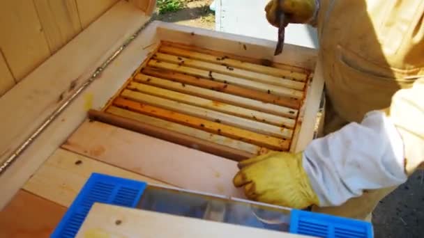 Beekeeper Holding Honeycomb Full Bees 60P — Stock Video