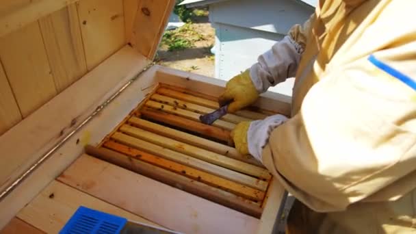 Apiculteur Tenant Nid Abeille Plein Abeilles 60P — Video