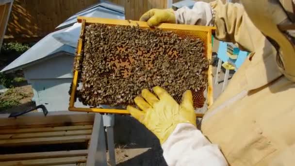 养蜂人手里拿着一个蜂窝 里面装满了蜜蜂4K 60P — 图库视频影像